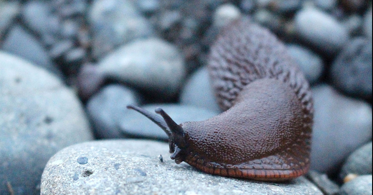 Akár négy évig is képes hibernálni